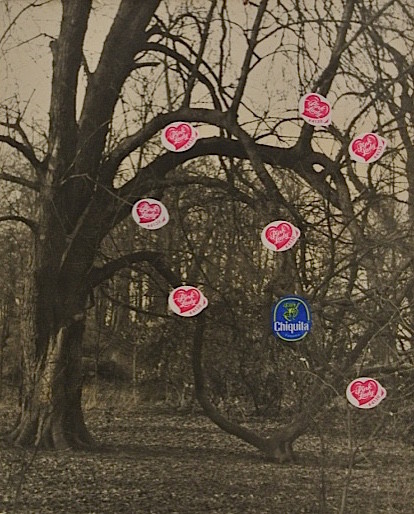 Untitled (7 pink ladies and one chiquita)